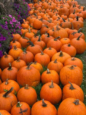 Bahçedeki balkabakları