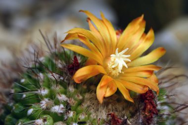 kaktüs çiçeği, Jpg