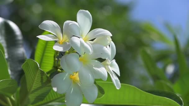 Flor Frangipani rosa relajarse — Vídeo de stock