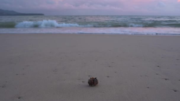 Краб-отшельник прогулка по пляжу — стоковое видео