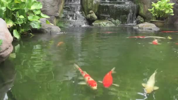 Koi lagoa jardim de rocha — Vídeo de Stock