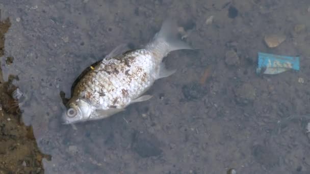 오염 된 물에서 죽은 물고기 스톡 비디오