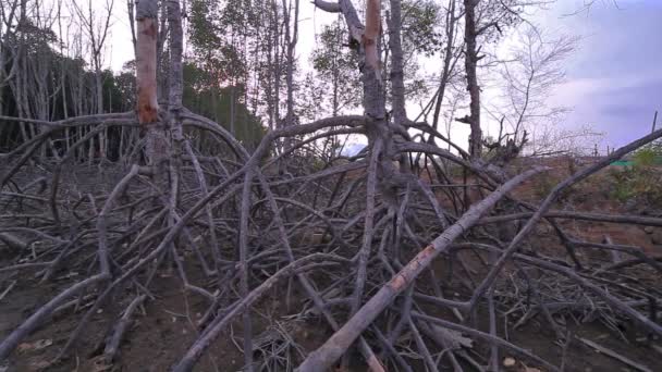 Döda mangrove nära hamnen — Stockvideo