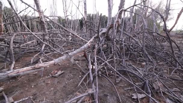 Döda mangrove nära hamnen — Stockvideo