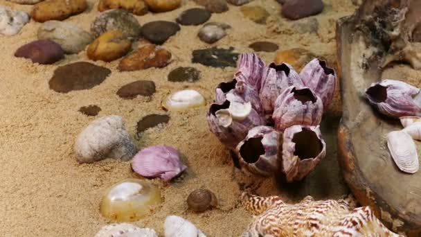 Sahilde deniz kabuğu — Stok video