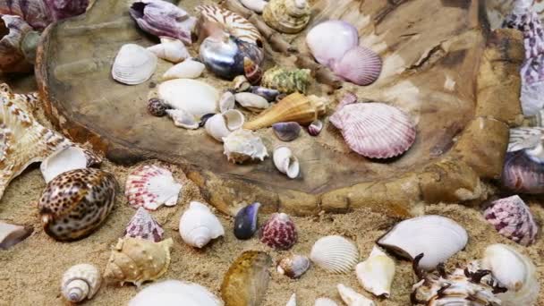 Concha marina en la playa — Vídeos de Stock