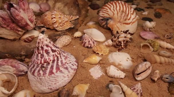 Coquillage sur la plage — Video