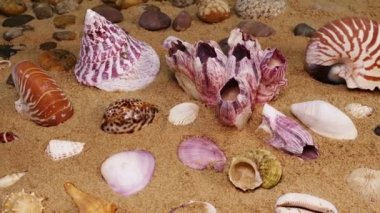 Sahilde deniz kabuğu