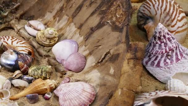 Coquillage sur la plage — Video