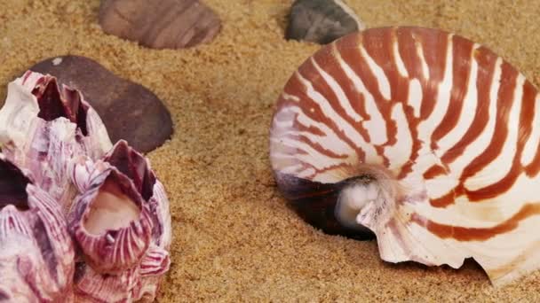Concha marina en la playa — Vídeos de Stock
