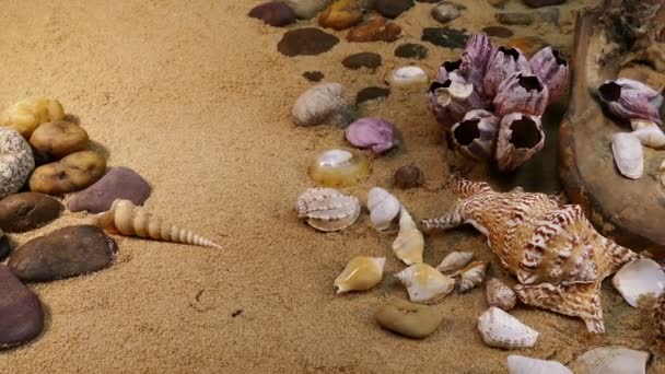 Морская ракушка на пляже — стоковое видео