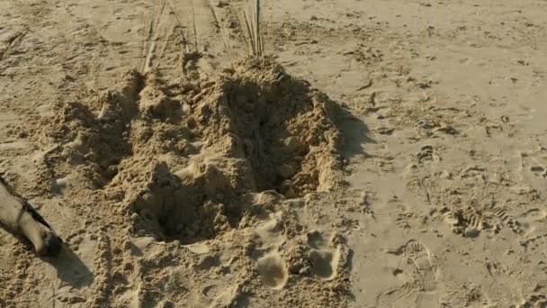 Verankering op het strand — Stockvideo