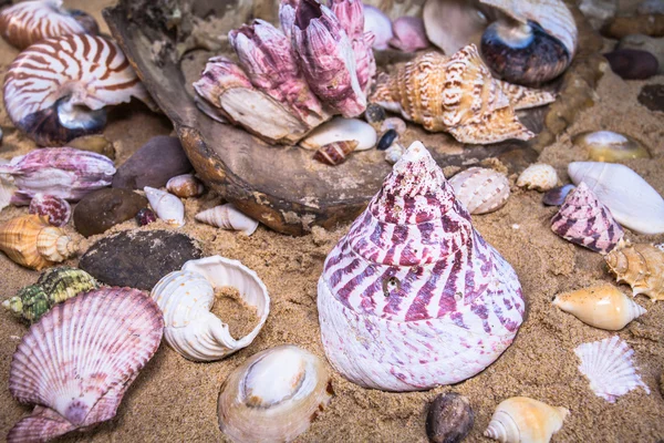 Sheel en la playa — Foto de Stock