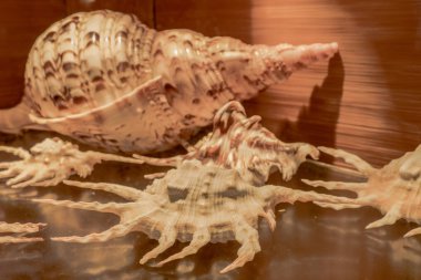 Sahilde deniz kabuğu