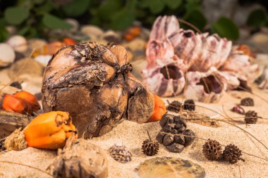 Sahilde deniz kabuğu