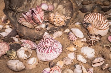 Sahilde deniz kabuğu
