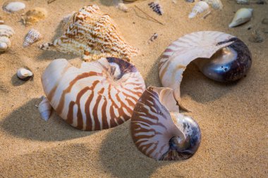 Sahilde deniz kabuğu