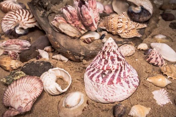 Concha marina en la playa — Foto de Stock