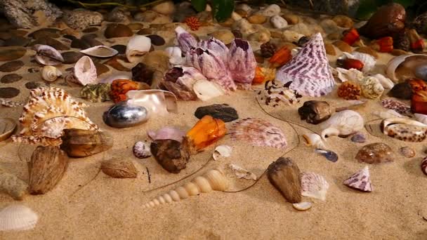 海滩上的贝壳 — 图库视频影像