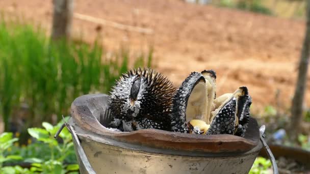 Durian bbq pour plus de bon goût Jardiniers durian brûlé pour plus de saveur durian est le bon fruit plus de vitamine — Video