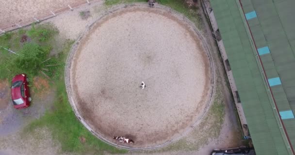 Girl riding a horse in aerial view — Stock Video