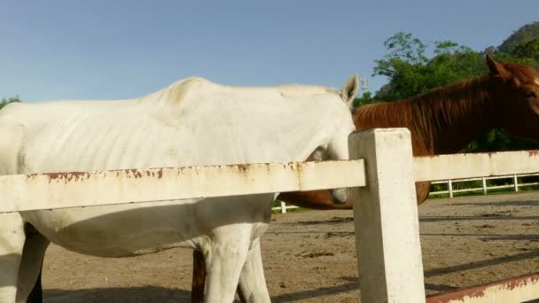 Horse stables pacing. — Stock Video