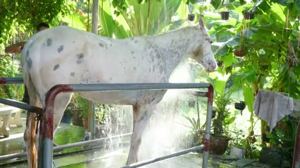 Shower horse and clean — Stockvideo