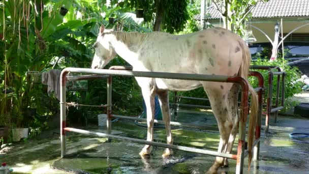 Caballo de ducha y limpio — Vídeos de Stock