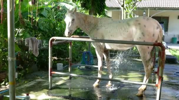 Shower horse and clean — Stockvideo