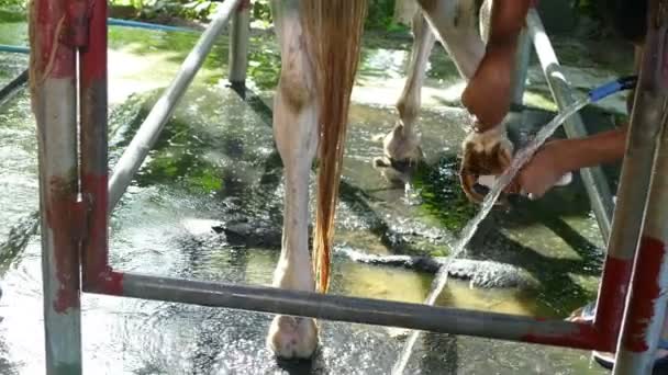 Dusche Pferd und sauber — Stockvideo