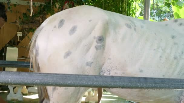 马和干净的淋浴 — 图库视频影像