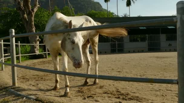 Koňské stáje stimulace. — Stock video