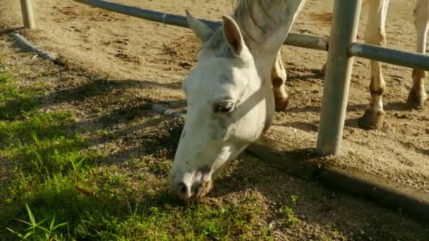 Estimulação de estábulos de cavalo . — Vídeo de Stock