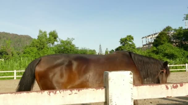 Estimulação de estábulos de cavalo . — Vídeo de Stock