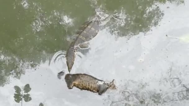 Moniteur d'eau vie à Bangkok — Video