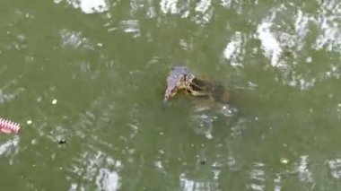 Su monitör yaşam Bangkok