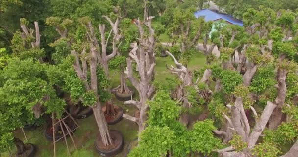 Großer Baum zum Verkauf — Stockvideo