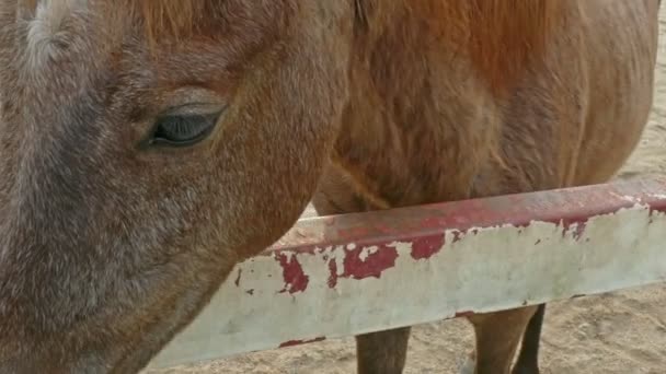 Een beetje paard in corral — Stockvideo