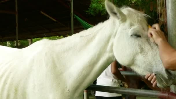 Pente de cabelo de cavalo — Vídeo de Stock