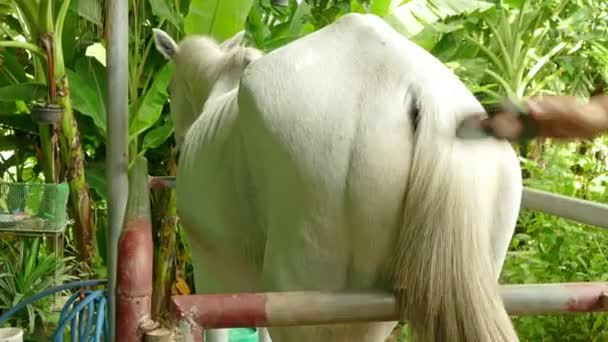 Pente de cabelo de cavalo — Vídeo de Stock