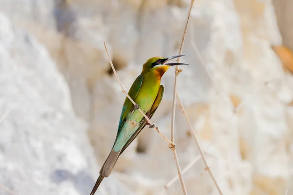 蜂を食べる鳥 — ストック写真