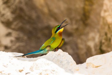 arı yiyici ev yapma