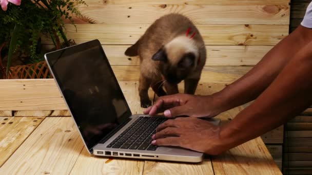 Siam cat playing on table — Stock Video