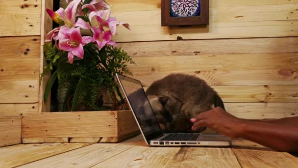 Gatos siameses na mesa — Vídeo de Stock