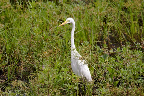 Egret in lagoon — Stock Photo, Image