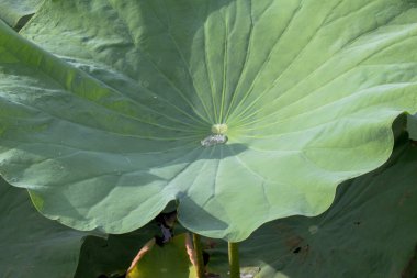 damla su lotus yaprağı üzerinde