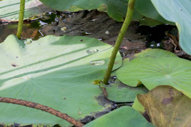 damla su lotus yaprağı üzerinde