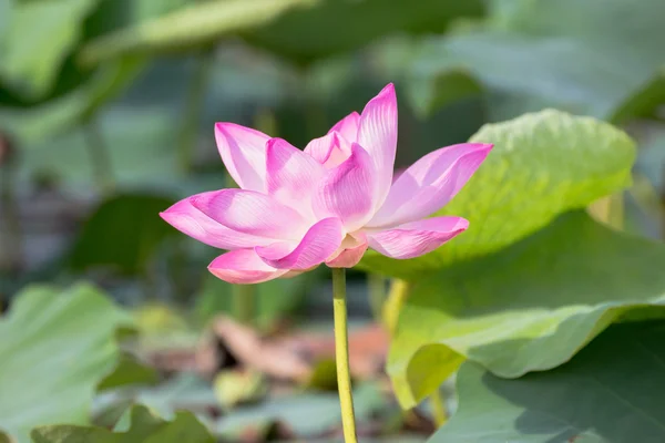 Vilda lotus i den stora lagunen — Stockfoto
