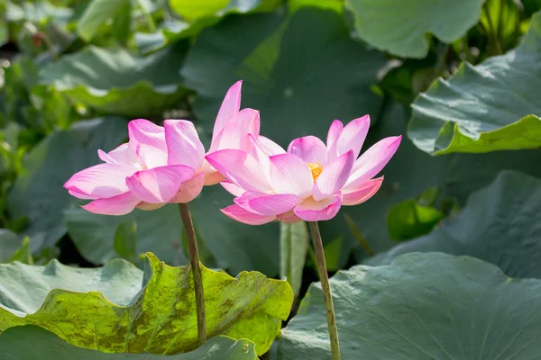 Vilda lotus i den stora lagunen — Stockfoto