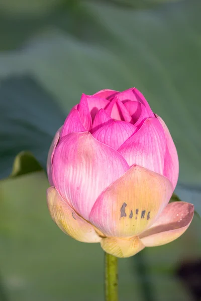 Lotus sauvage dans le grand lagon — Photo